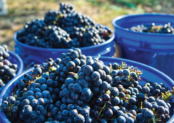 Grapes Grapes