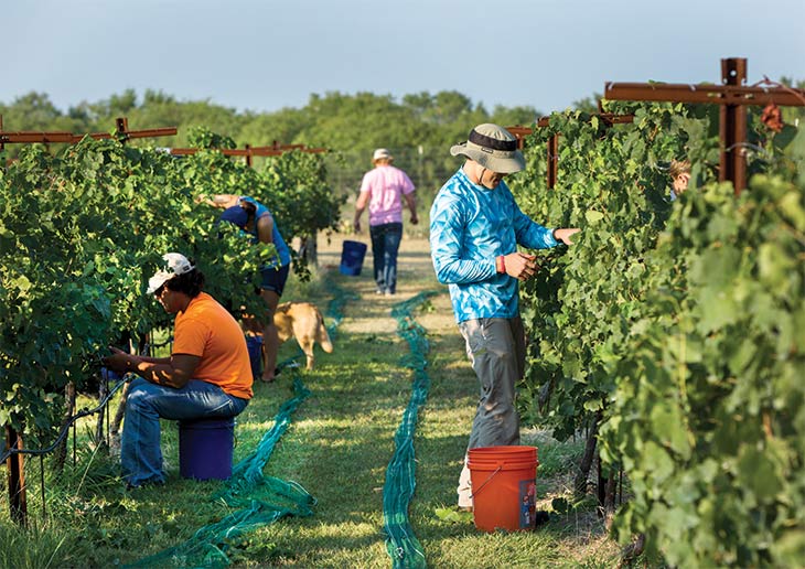 Friends and relatives help harvest the grapes by hand. Friends and relatives help harvest the grapes by hand.