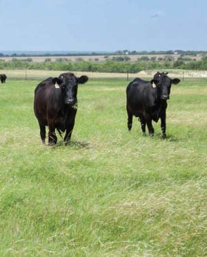 jacoby cattle jacoby cattle