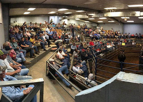 Cattle auction